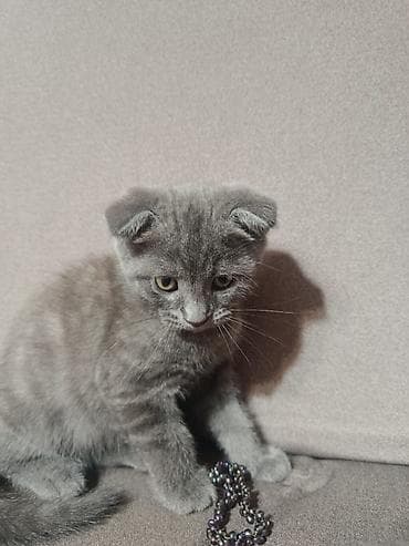 кошка арча бешик: Скотиш Фолд (Шотландская вислоухая), 2 месяца, Мальчик, Серый, Приучена к лотку, Проглистована — 4