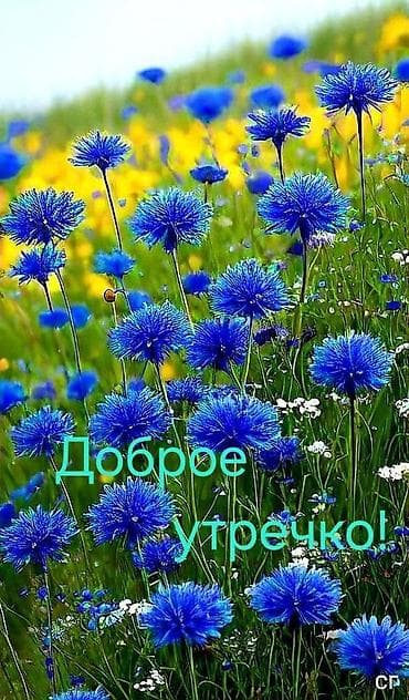 нянка керек бишкектен: Срочно на сегодня нужна посудамойщица с 12 до часу оплата 1900 — 1
