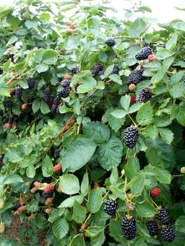 купить удобрение: Кара бүлдүркөн Дүңүнөн, Акысыз жеткирүү, Өзү алып кетүү — 6