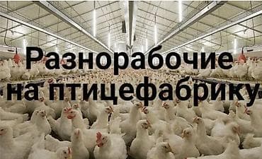 runner работа: Требуется Упаковщик, Оплата: Дважды в месяц, Без опыта — 1