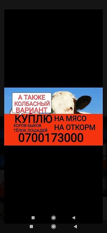 Куплю | Коровы, быки, Лошади, кони, Другие с/х животные | Круглосуточно, Любое состояние, Забитый