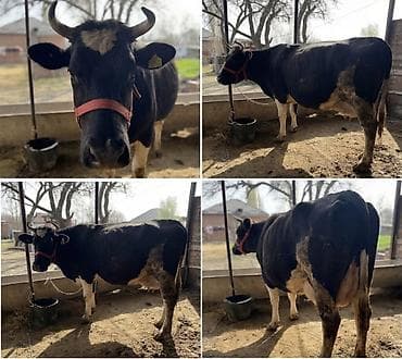 кой сойу: Продаю | Корова (самка) | Голштин | Для молока | Племенные — 2