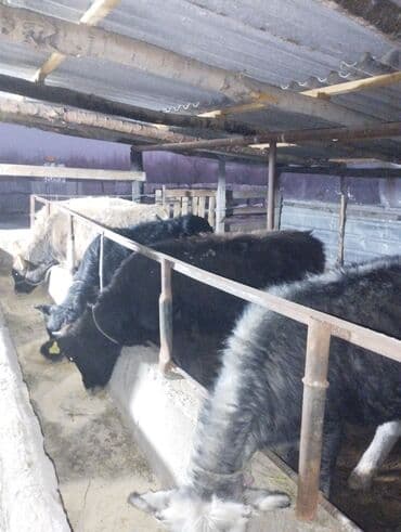 продажа охотничьих собак: Продаю | Тёлка | Для разведения, На откорм | Привязанные — 1