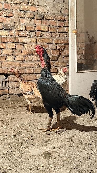 Куры, петухи: Продаю | Петух | Бойцовая | Для разведения — 1