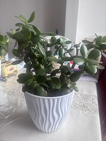 Толстянка (денежное дерево) в декоративном горшке. - Компактный куст