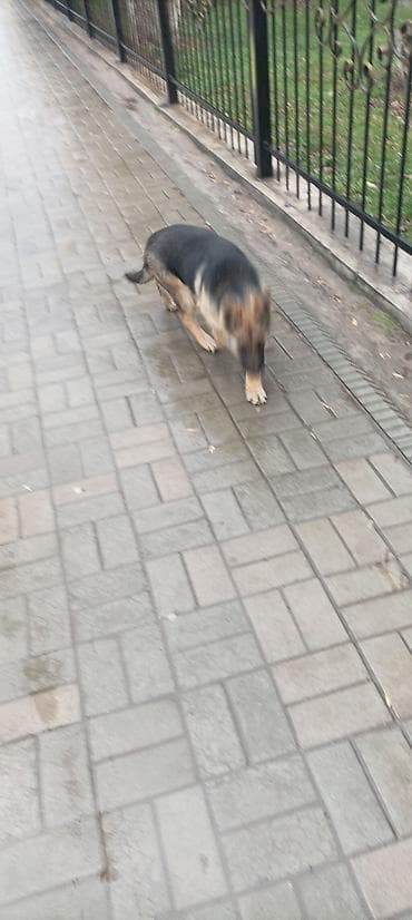 сенбернар щенок цена: Немецкая овчарка, 6 месяцев, Самка — 4