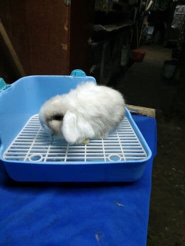 декоративные корсеты бишкек: Карликовые барашки разных расцветов. очень дружелюбные быстро — 7