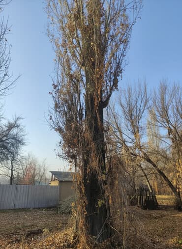 ДСП: Продам тополь на корню — 1