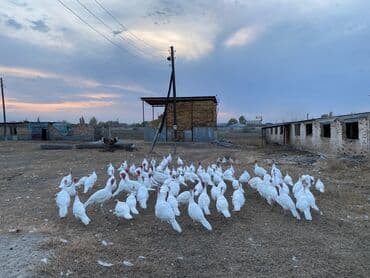 ит кыргыз добот: Продаю | Индюк (самец) | Бройлерная | На забой, Для разведения — 9