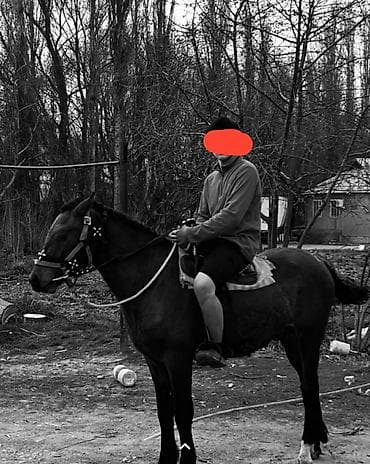 ат баши: Продаю | Жеребец | Конный спорт — 1