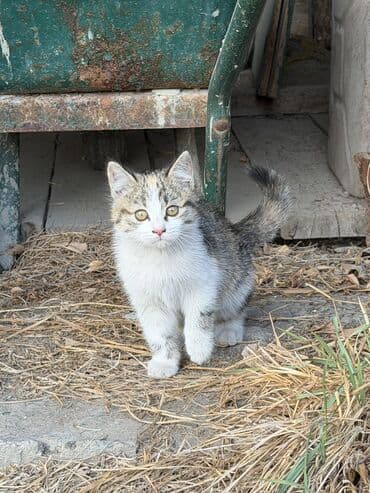 корм для кошек и котят: Отдам даром кошку — 3