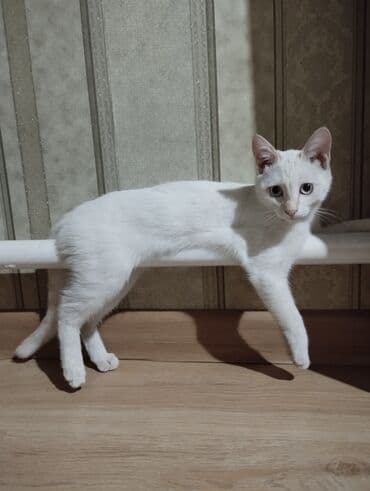 вислоухая кошка сколько стоит: 5 месяцев, Девочка, Белый, Приучена к лотку — 3