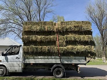 цветы даром: Таза беде тук сатылат — 2