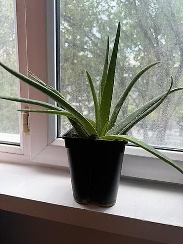 где можно купить алоэ вера: Алоэ вера в горшке - Вид: Aloe vera (суккулент с мясистыми листьями с — 2