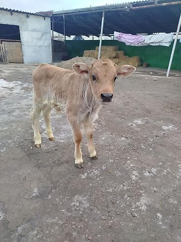 собака хаски: Продаю | Бык (самец) | Швицкая | Для разведения | Искусственник — 5