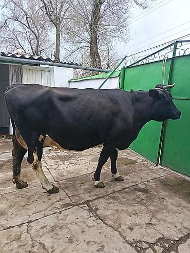 ош мышык: Сатам | Уй (ургаачы) | Сүт алуу үчүн | Байланган — 3