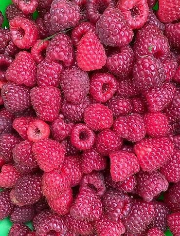 батва рес: 🍓 Продается Саженцы Малина сорт «Полька» — ремонтантная, крупная — 2