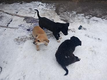 собака питбуль купить: Отдам даром щенят. есть 1 мальчик и 3 девочки. вырастут средними — 5