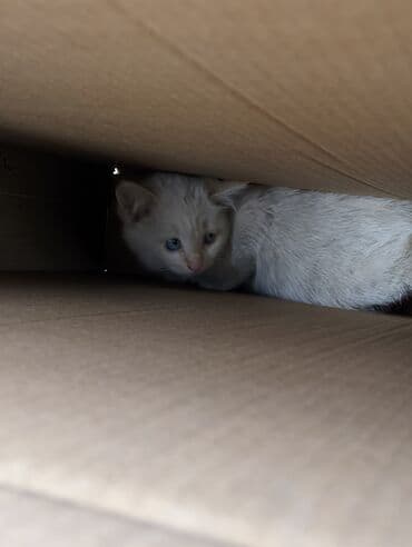 экзотическая кошка цена: Котята, домашние, игривые. Описание: - Окрас: кремово-белый — 7