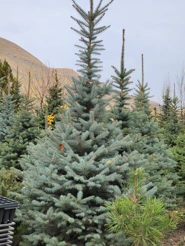 садовый стол: Продаются хвойные и лиственные деревья🌲🌳 - Голубая ель от 0,8-5м - — 6