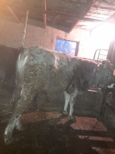 Аквариумдар: Сатам | Бука (эркек) | Аргын | Бордоп семиртүү үчүн | Байланган — 2