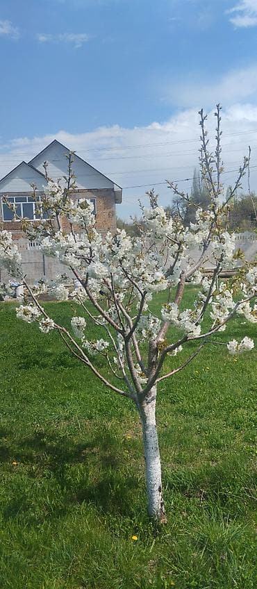 чолпон ата домик: 5 соток, Красная книга — 7