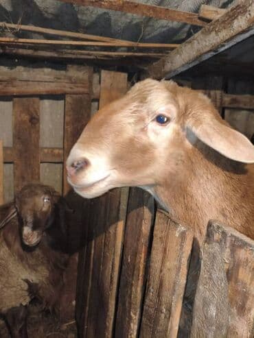 буудай сатып алам: Продаю | Баран (самец) | Для разведения | Племенные — 4