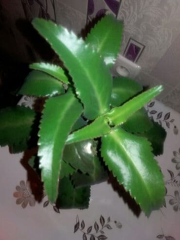 растения для аквариума: Каланхоэ Очищает воздух в помещении — 2