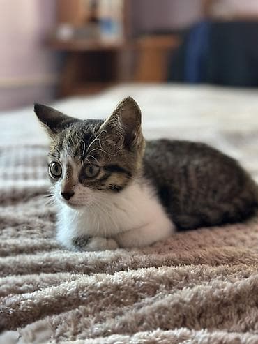 британская кошка цена бишкек: Котята, домашний помет (примерно 2–3 месяца). - Окрас: два — 6