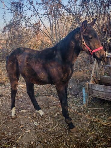 продажа собак чихуахуа: Продаю | Жеребец | Конный спорт — 4