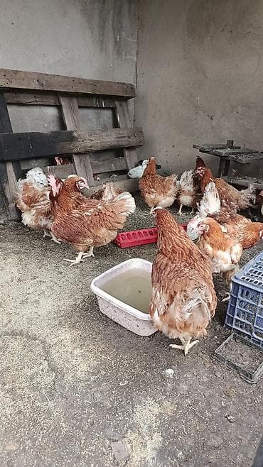 куры утки: Продаю | Цыплята | Бройлерная | На забой — 3