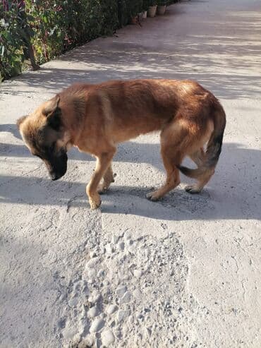 немецкая овчарка мальчик: Немецкая овчарка (тип окраса – рыжий с чёрной маской). - Пол — 2