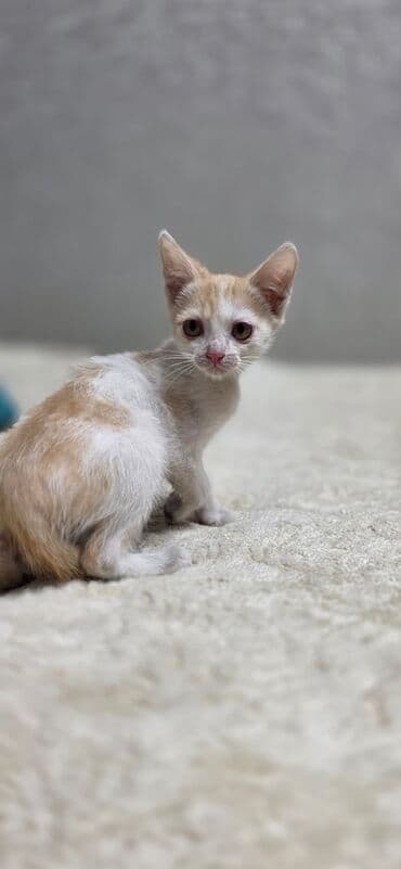 tuxedo порода кошек цена: Британская короткошёрстная, 1 месяц, Девочка, Черный, Приучена к лотку — 1