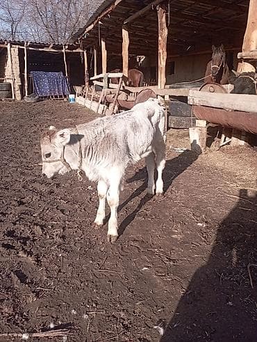 ангус уйлар: Продаю | Музоо, торпок | На откорм — 1