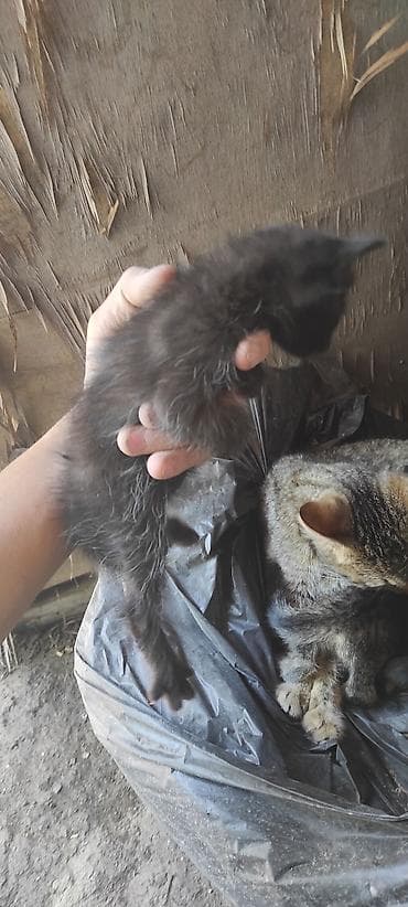 куплю кота британца: Ассалам алейкум . 2 кара эркек, 3су ургаачы. 1 ай болду туулгандарына — 2