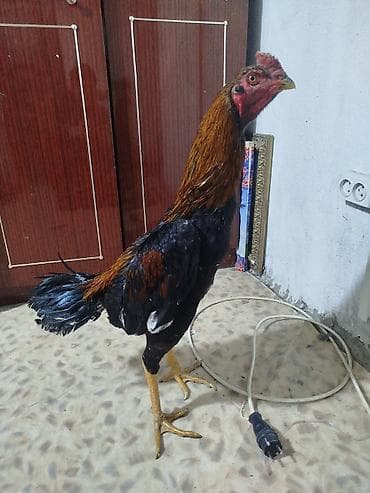 скупка велосипеда: Электровелосипед, Б/у — 3