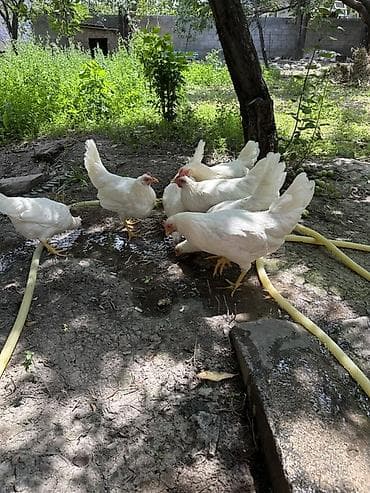 Животные: Продаю | Куры | Леггорн | Несушки — 3