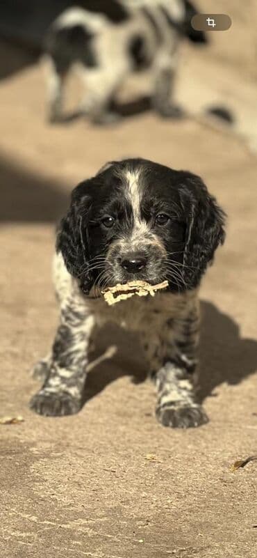 куда отдать собаку бишкек: Щенки спаниеля (окрас черно-пегий, пятнистый). Компактные, с длинными — 2