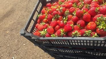 биндеры 18 листов для дома: Пластиковый Ящик — 10