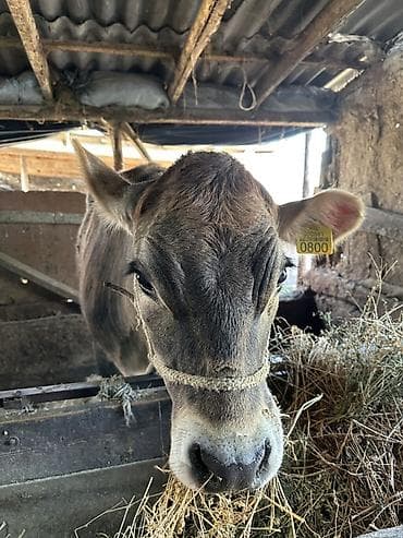 корова корова: Продаю | Корова (самка) | Для разведения | Привязанные — 2