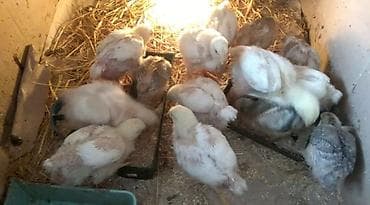 продаю курицы: Продаю | Цыплята — 1