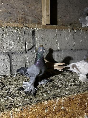 сколько стоят попугаи волнистые: Породистые декоративные голуби с оперёнными лапами (космачи) — 1