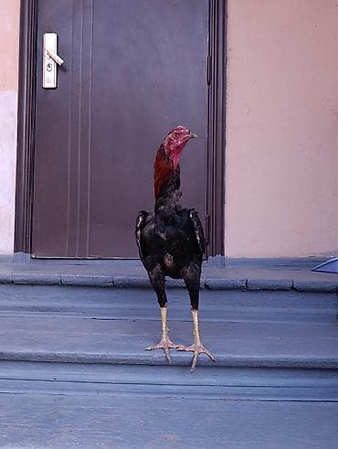 черная курица: Продаю | Петух | Бойцовая | Для разведения — 1