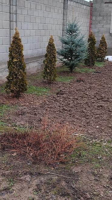 туи ели: Саженцы деревьев: Туи — 2