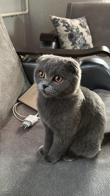 котята не дорого: Скотиш Фолд (Шотландская вислоухая), 1 год, Девочка, Голубой, Приучена к лотку — 2