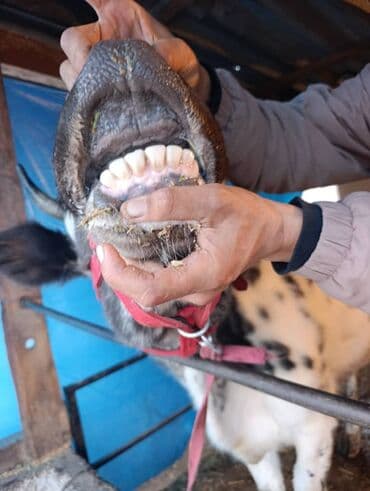 дойный корова: Продаю | Корова (самка) | Алатауская | Стельные — 4