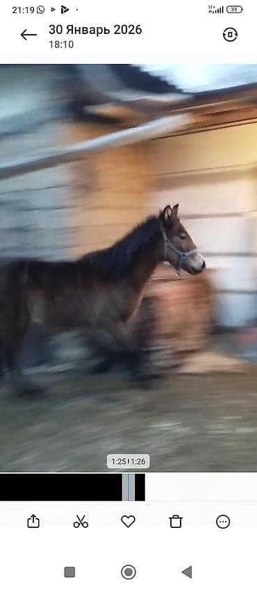 сатам алмашам: 10 айлык ургаачы тай сатылат жеп ичиши жакшы 55 болоору ото срочно — 6