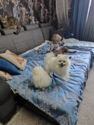 купить собаку шпица недорого: Шпиц, 1 год, Самец, С прививкой, С родословной — 10