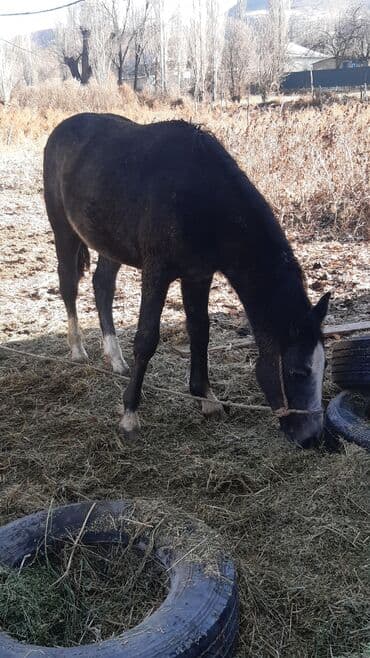 купить щенка породы хмонг: Продаю | Конь (самец) | Конный спорт — 8