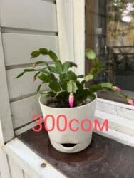 туалетный столик с подсветкой бишкек: Комнатные цветы по оптовым ценам — 10